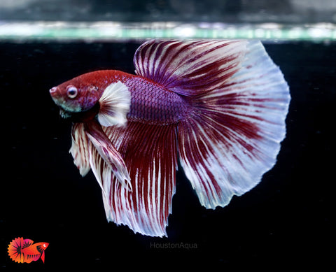 Dumbo Lavender Fancy Halfmoon - Male Betta Fish