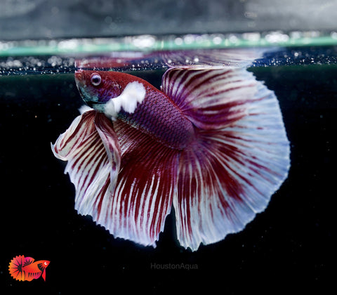 Dumbo Lavender Fancy Halfmoon - Male Betta Fish