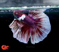 Dumbo Lavender Fancy Halfmoon - Male Betta Fish