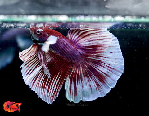 Dumbo Lavender Fancy Halfmoon - Male Betta Fish