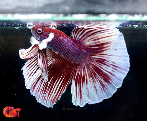 Dumbo Lavender Fancy Halfmoon - Male Betta Fish