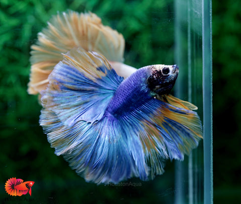 Blue Grizzle Yellow Halfmoon Big Fan Tail - Live Male Betta Fish