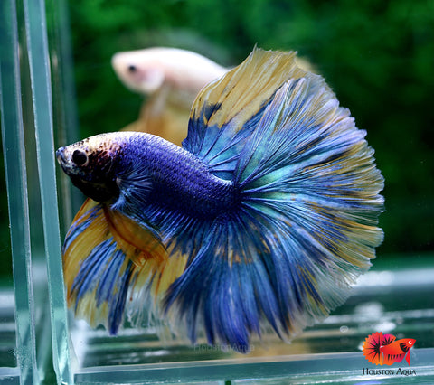 Blue Grizzle Yellow Halfmoon Big Fan Tail - Live Male Betta Fish