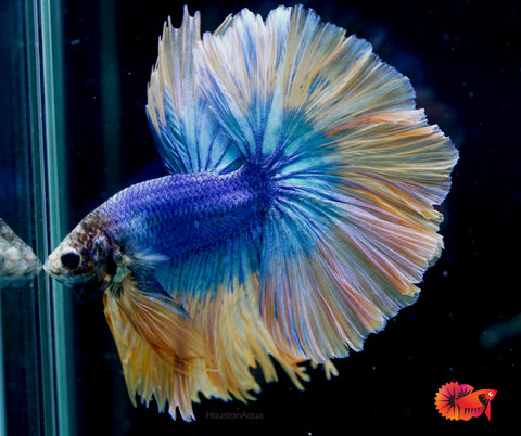 Blue Grizzle Yellow Halfmoon Big Fan Tail - Live Male Betta Fish