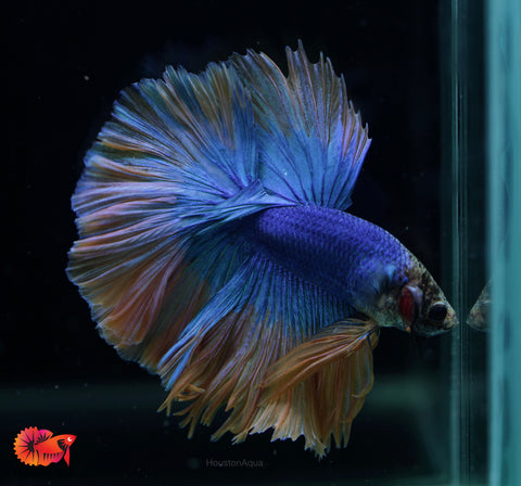 Blue Grizzle Yellow Halfmoon Big Fan Tail - Live Male Betta Fish