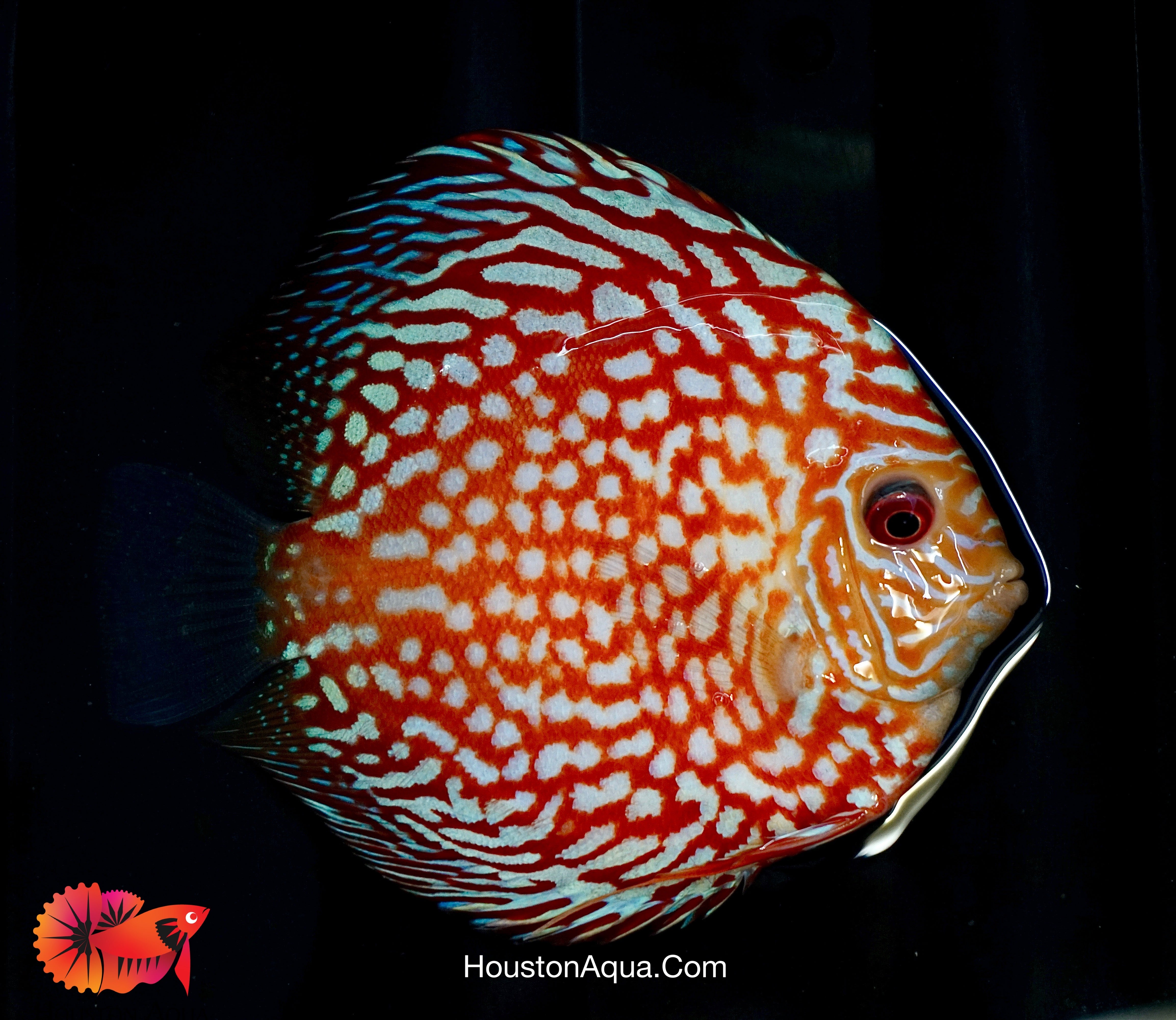 Checkerboard Pigeon Discus Fish Size 3.5"-4"