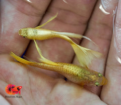 Full Gold Ribbon 24k