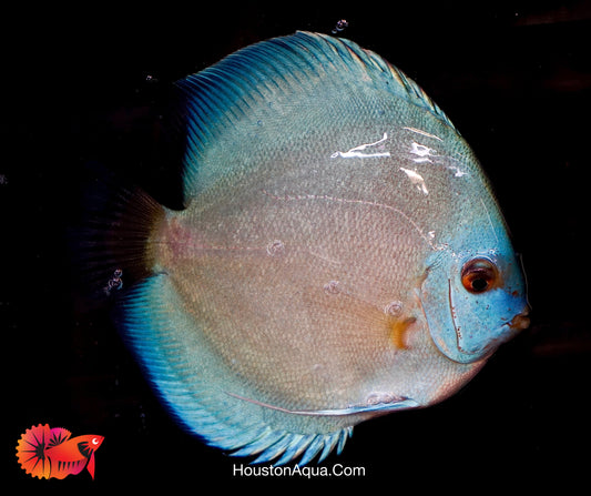 Blue Diamond Discus Fish Size 3.5"