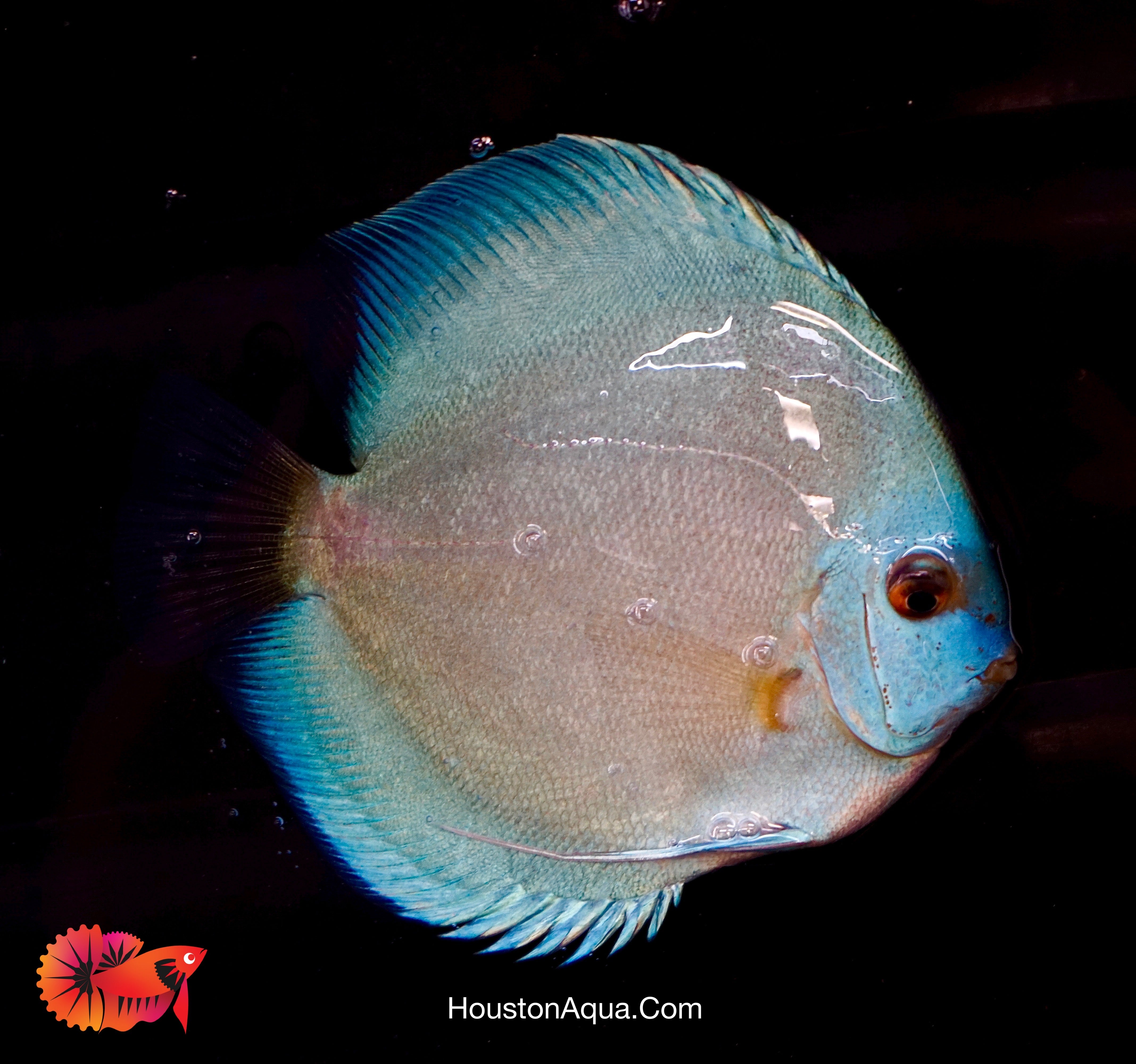 Blue Diamond Discus Fish Size 3.5