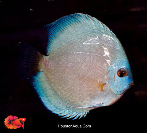 Blue Diamond Discus Fish Size 3.5"-4”