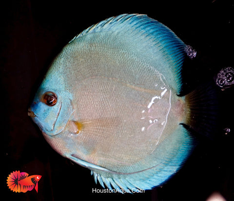 Blue Diamond Discus Fish Size 3.5"-4”