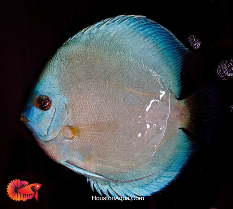 Blue Diamond Discus Fish Size 3.5"-4”