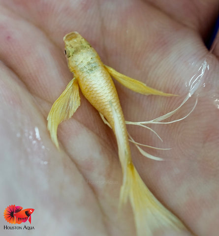 Full Gold 24k Guppy with Ribbons