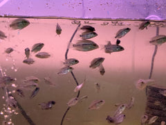 Pack of 10 "Frys Kamfa Flowerhorn" 1.5 Months Old ( Fish in Picture are Parent Fish)