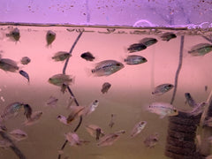Pack of 5 "Frys Kamfa Flowerhorn" 1.5 Months Old ( Fish in Picture are Parent Fish)