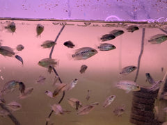Pack of 10 "Frys Kamfa Flowerhorn" 1.5 Months Old ( Fish in Picture are Parent Fish)