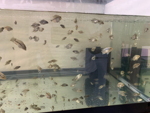 Pack of 10 "Frys Kamfa Flowerhorn" 1 Months Old ( Fish in Picture are Parent Fish)