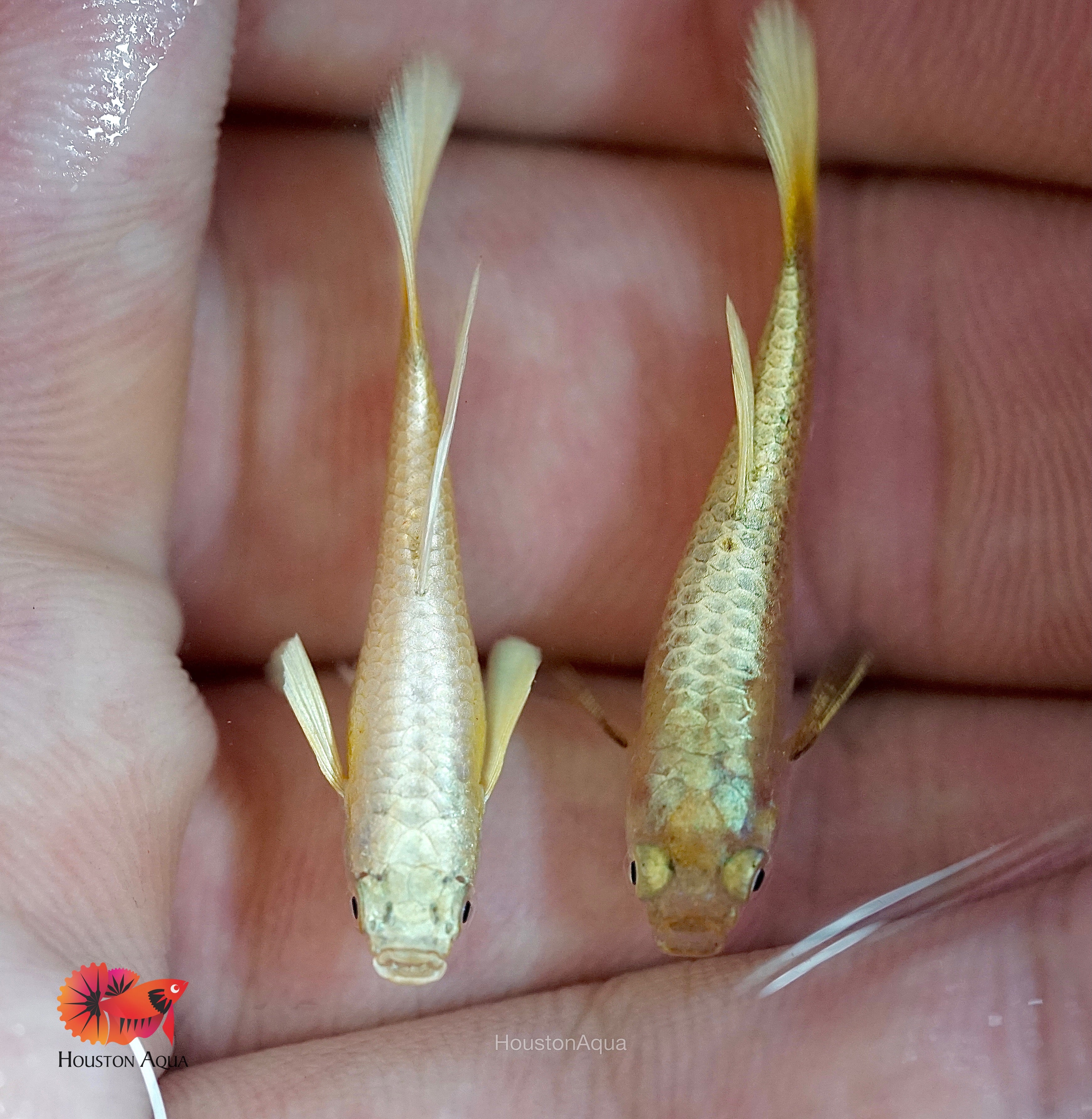 Live Female 24k Full Gold Guppy Fish - High Quality, Peaceful Beginner Tropical Fish - USA Seller