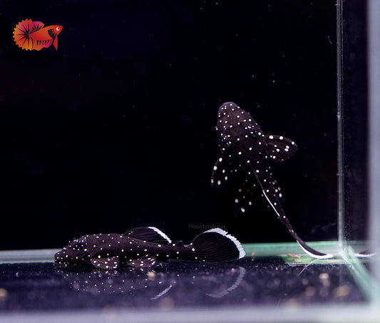 L183 - Starlight Bristlenose Pleco Size 1.5"