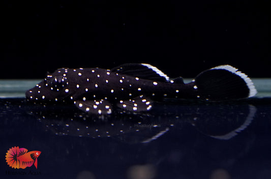 L183 - Starlight Bristlenose Pleco Size 1.5"