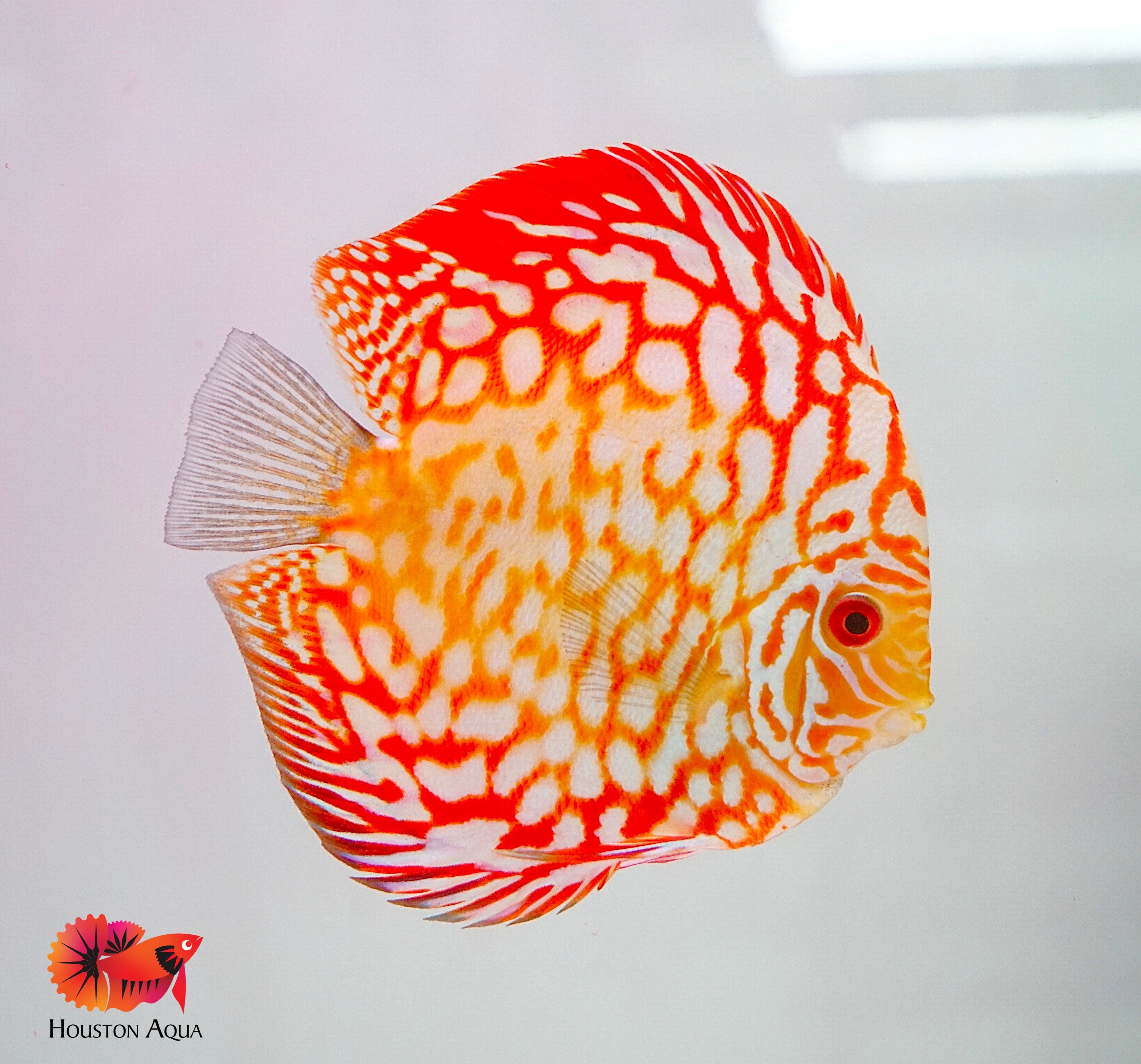 Red Map Discus Fish