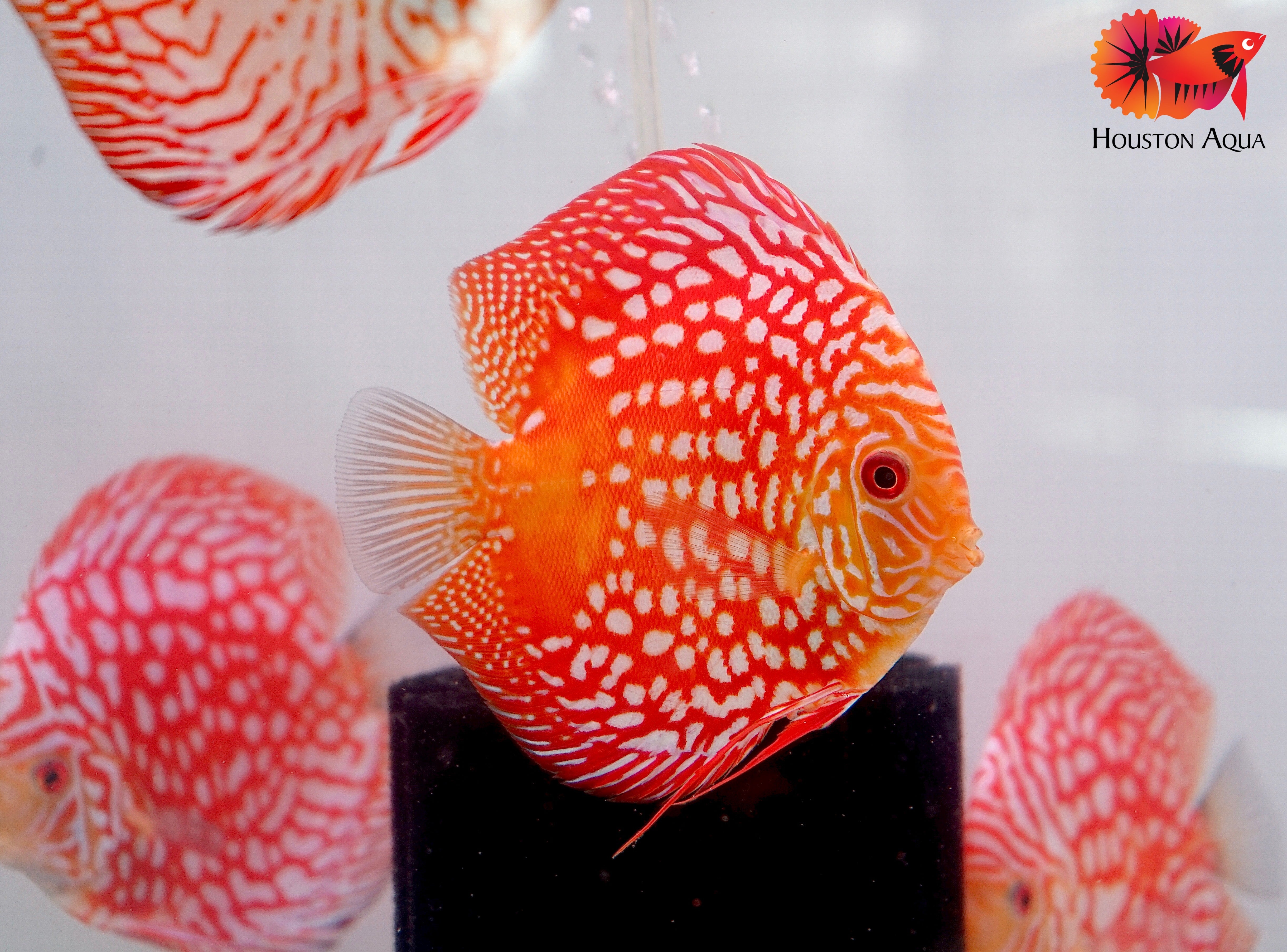 Checkerboard Pigeon Discus Fish Size 3.5"-4"