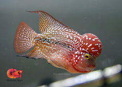 Red Blaze 3X - CZ Aqua Flowerhorn Fish Food
