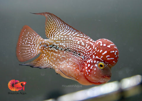 Power Pink Plus - CZ Aqua Flowerhorn Fish Food