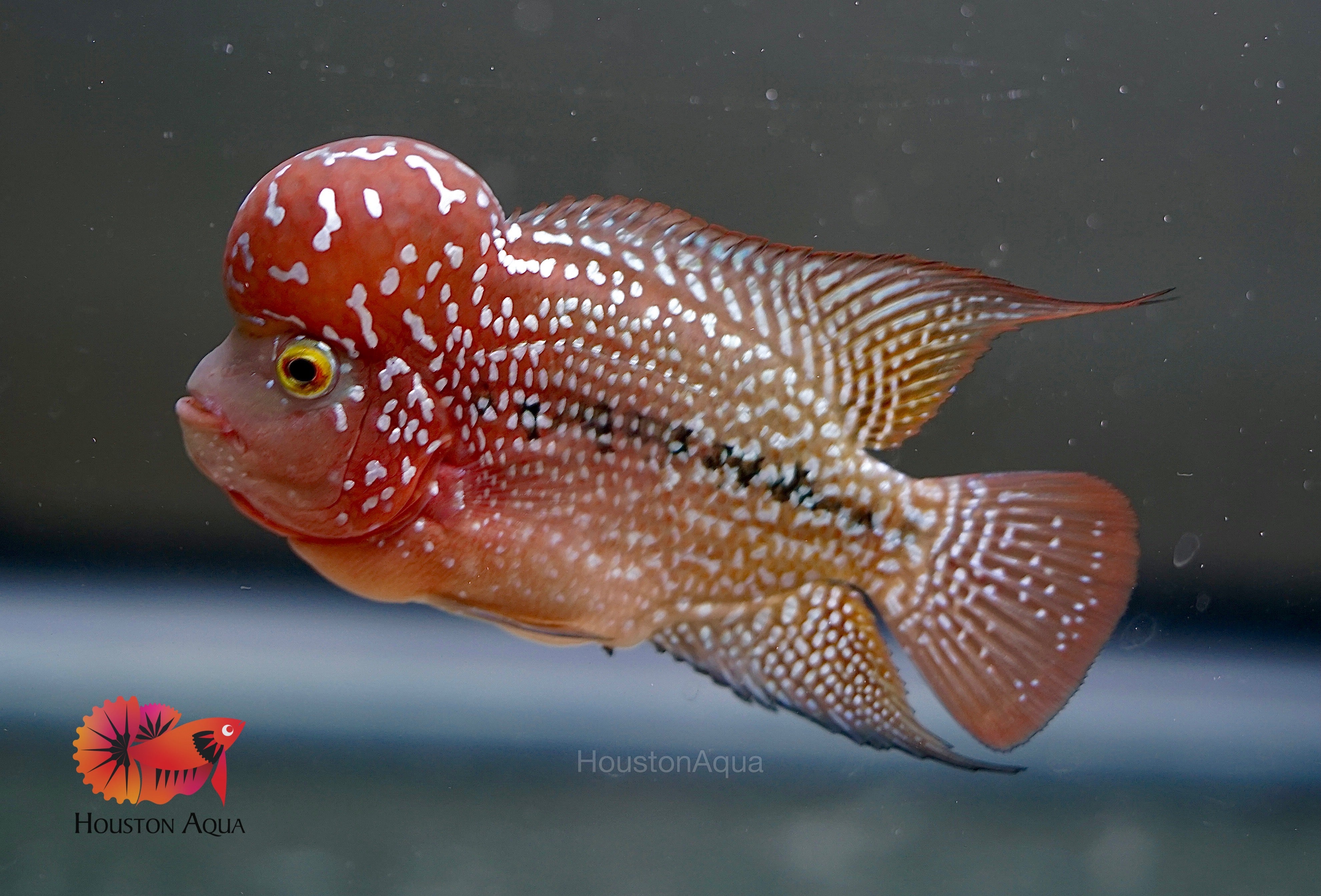 Red Blaze 3X - CZ Aqua Flowerhorn Fish Food