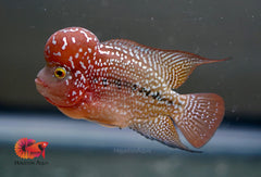 C2 Two Tones - CZ Aqua Flowerhorn Fish Food