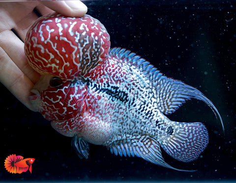 Power Pink Plus - CZ Aqua Flowerhorn Fish Food