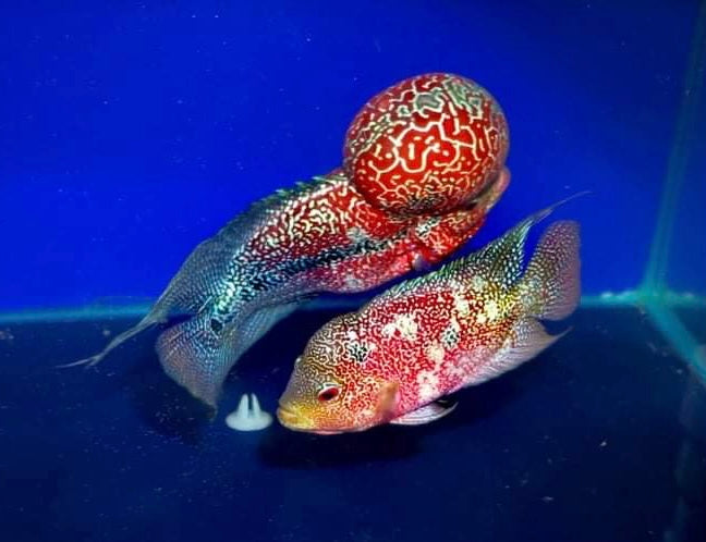 Pack of 10 "Frys Kamfa Flowerhorn" 1.5 Months Old ( Fish in Picture are Parent Fish)