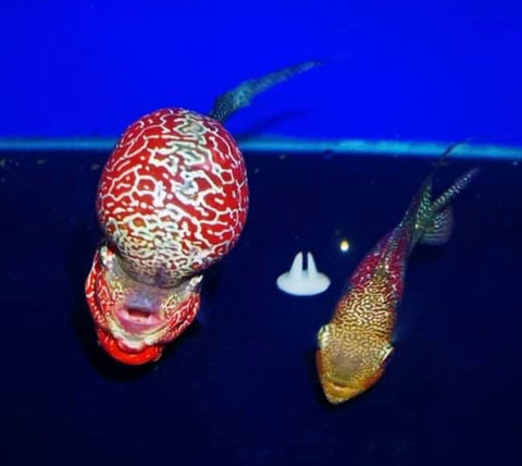 Pack of 10 "Frys Kamfa Flowerhorn" 1 Months Old ( Fish in Picture are Parent Fish)