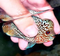 Pack of 10 "Frys Kamfa Flowerhorn" 1.5 Months Old ( Fish in Picture are Parent Fish)