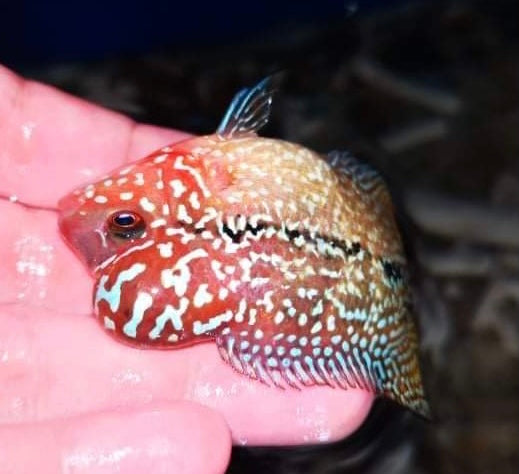 Pack of 5 "Frys Kamfa Flowerhorn" 1.5 Months Old ( Fish in Picture are Parent Fish)