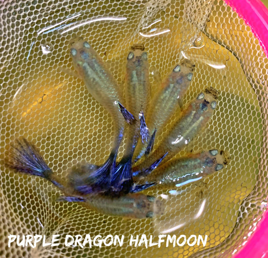 Purple Dragon Mosaic Halfmoon