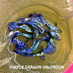 Purple Dragon Mosaic Halfmoon