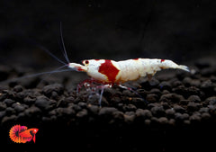 Pure Red Line PRL Caridina Shrimp - Grade SSS++