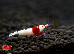 Pure Red Line PRL Caridina Shrimp - Grade SSS++