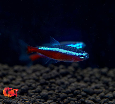 (Colombia) Cardinal Neon Tetra - Aquatic Fish