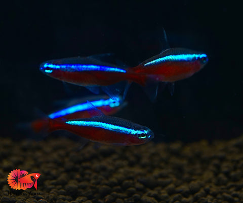 (Colombia) Cardinal Neon Tetra - Aquatic Fish