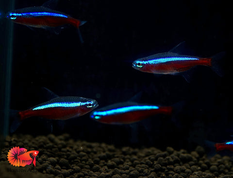 (Colombia) Cardinal Neon Tetra - Aquatic Fish