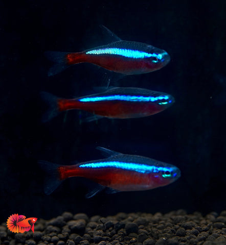 (Colombia) Cardinal Neon Tetra - Aquatic Fish