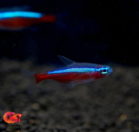 (Colombia) Cardinal Neon Tetra - Aquatic Fish