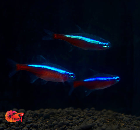 (Colombia) Cardinal Neon Tetra - Aquatic Fish