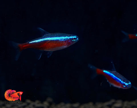 (Colombia) Cardinal Neon Tetra - Aquatic Fish