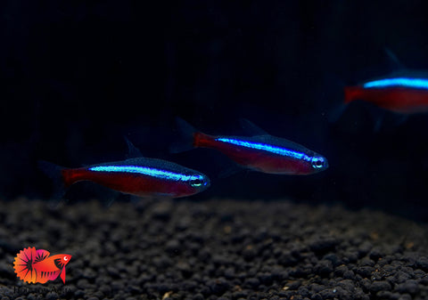 (Colombia) Cardinal Neon Tetra - Aquatic Fish