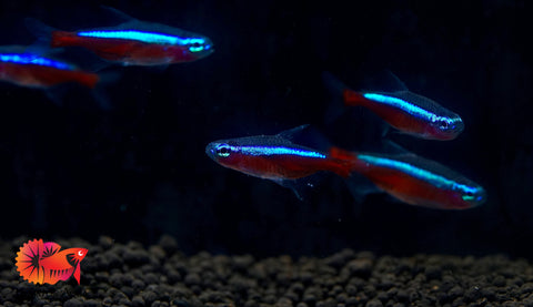 (Colombia) Cardinal Neon Tetra - Aquatic Fish