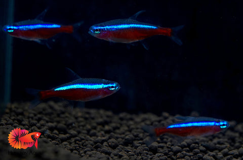 (Colombia) Cardinal Neon Tetra - Aquatic Fish