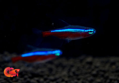 (Colombia) Cardinal Neon Tetra - Aquatic Fish